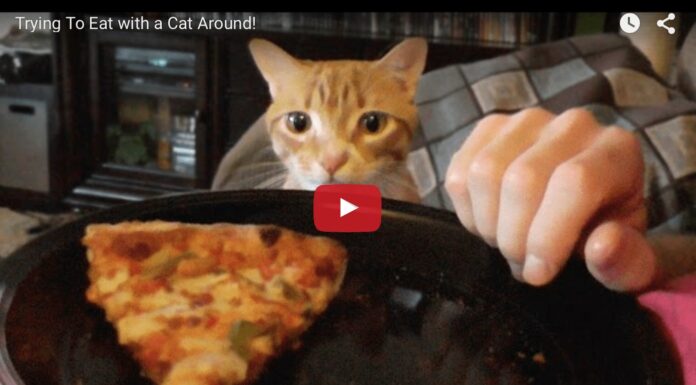 Gatto che disturba il padrone mentre mangia