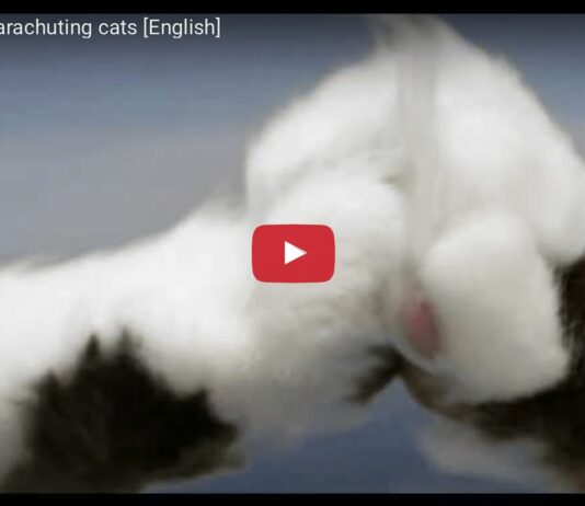 Gatti paracadutisti nello spot della svedese Folksam Gatti paracadutisti