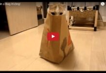 Gatto gioca a nascondino nel sacchetto di McDonalds