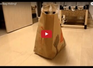 Gatto gioca a nascondino nel sacchetto di McDonalds