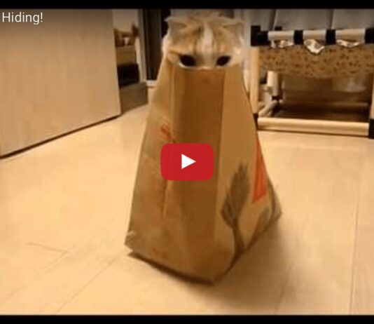 Gatto gioca a nascondino nel sacchetto di McDonalds