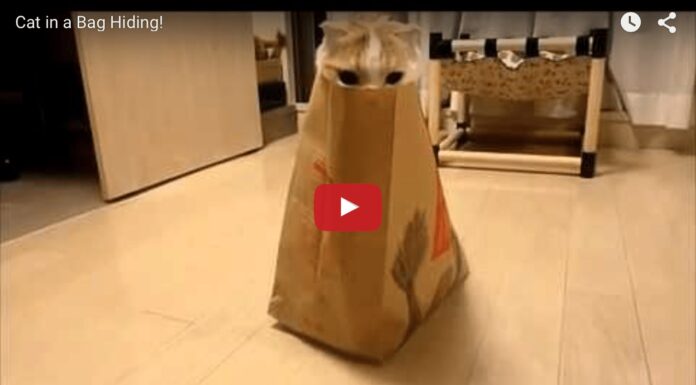 Gatto gioca a nascondino nel sacchetto di McDonalds