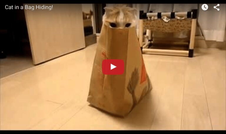 Gatto gioca a nascondino nel sacchetto di McDonalds