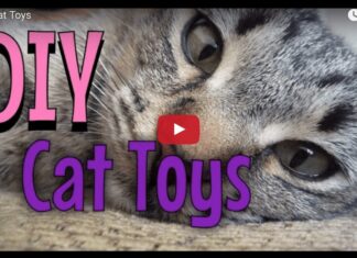 Giochi fai da te per gatti