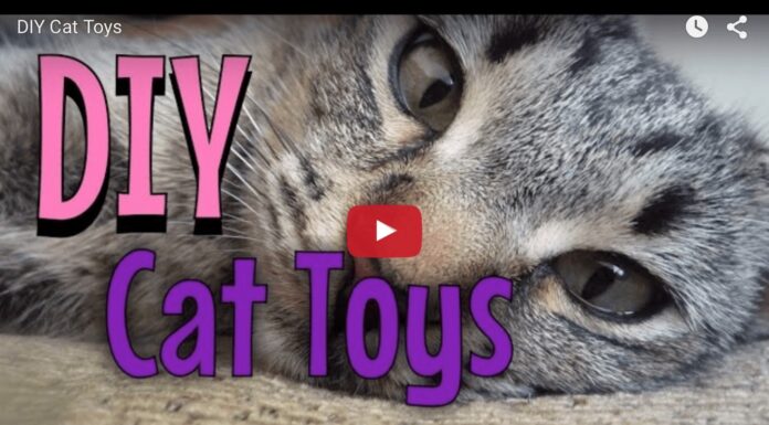 Giochi fai da te per gatti