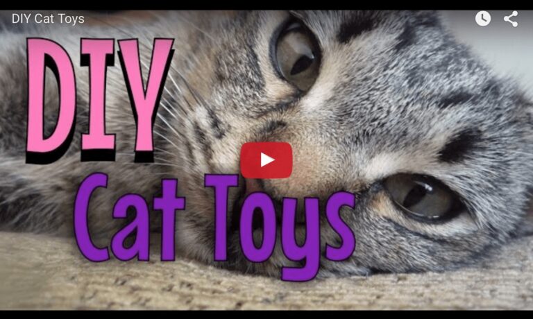 Giochi fai da te per gatti