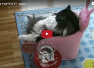 Gatto guarda la Tv in poltrona