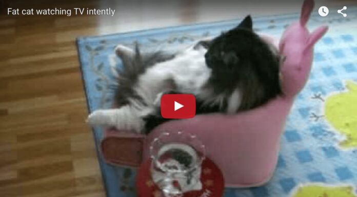 Gatto guarda la Tv in poltrona