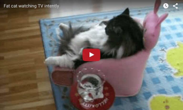 Gatto guarda la Tv in poltrona