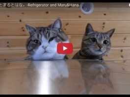 Maru e Hana amano saltare sul frigorifero Maru e Hana saltano sul frigorifero