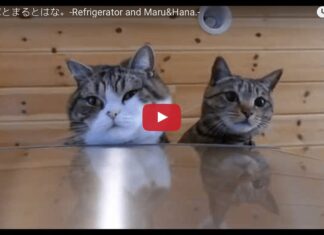 Maru e Hana saltano sul frigorifero