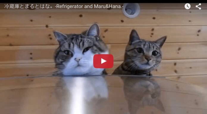 Maru e Hana saltano sul frigorifero