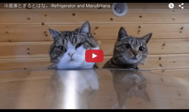 Maru e Hana saltano sul frigorifero