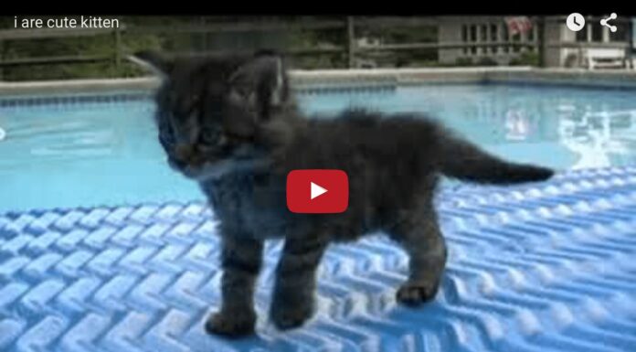 Gattino esplora il mondo