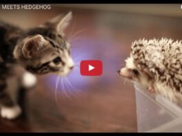 Gatto e riccio giocano insieme