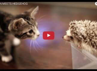Gatto e riccio giocano insieme
