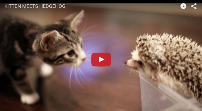 Gatto e riccio giocano insieme