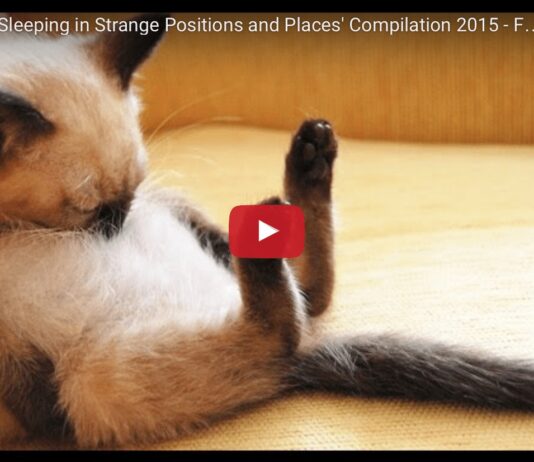 Gatti che dormono nelle posizioni più insolite, la compilation Gatti che dormono nelle posizioni più insolite