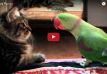 Gattino vs pappagallo