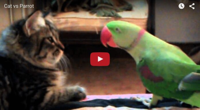 Gattino vs pappagallo