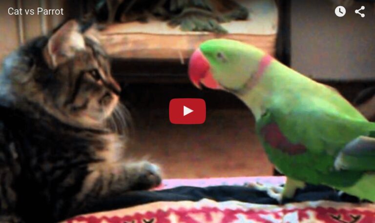 Gattino vs pappagallo
