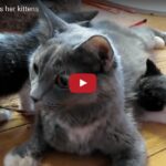 Mamma Kim e i suoi cuccioli