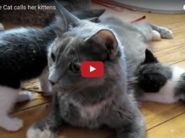 Mamma Kim e i suoi cuccioli