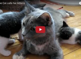 Mamma Kim e i suoi cuccioli