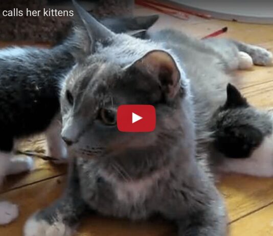 Mamma Kim chiama i suoi cuccioli a rapporto Mamma Kim e i suoi cuccioli