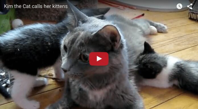 Mamma Kim e i suoi cuccioli