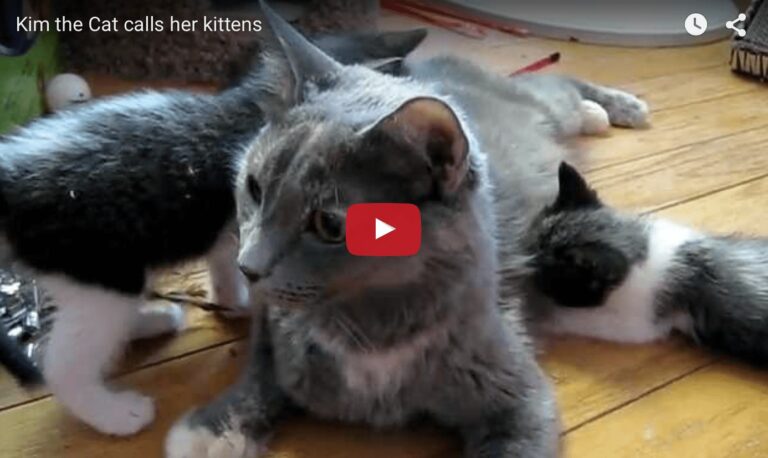 Mamma Kim e i suoi cuccioli