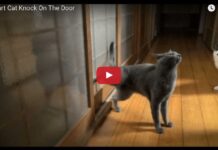 Gatto bussa alla porta