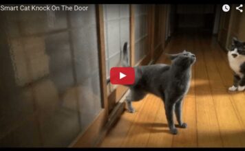 Gatto bussa alla porta