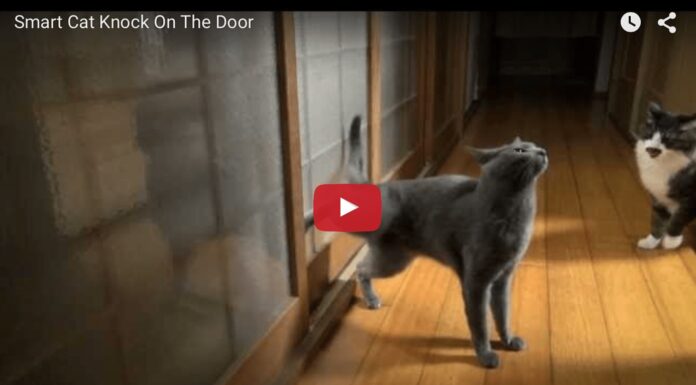Gatto bussa alla porta