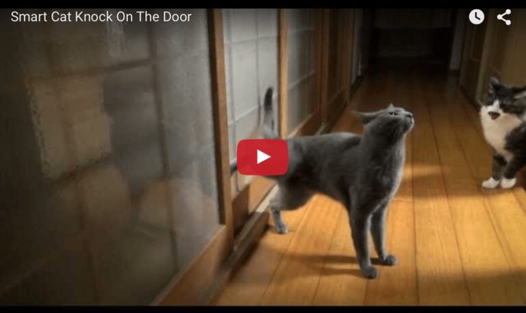 Gatto bussa alla porta