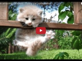 Gatti abilissimi arrampicatori