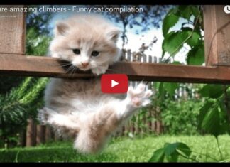 Gatti abilissimi arrampicatori