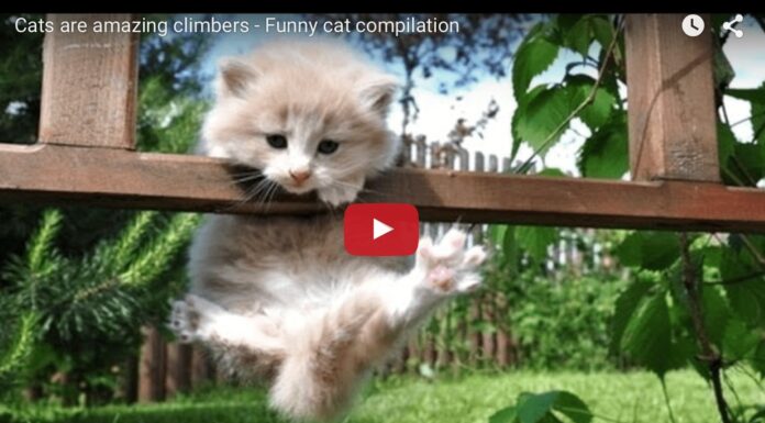 Gatti abilissimi arrampicatori