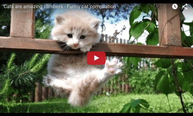 Gatti abilissimi arrampicatori