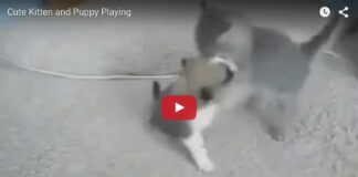 Gattino e cagnolino fanno la lotta