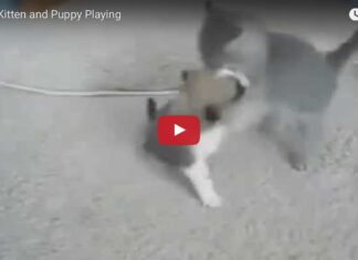 Gattino e cagnolino fanno la lotta