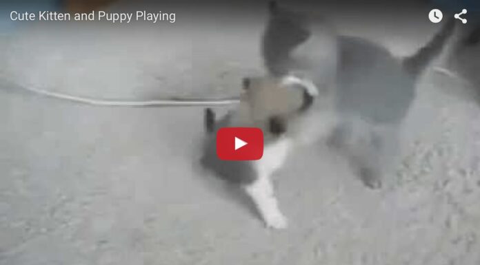 Gattino e cagnolino fanno la lotta