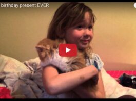 Brooklyn riceve un gattino