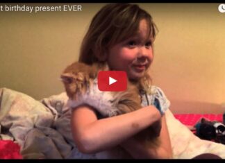 Brooklyn riceve un gattino