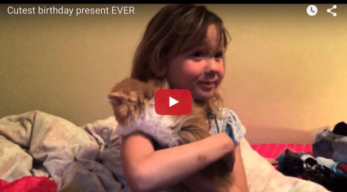 Brooklyn riceve un gattino