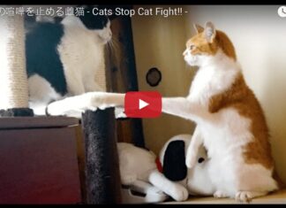 Gatto fa da paciere in una rissa