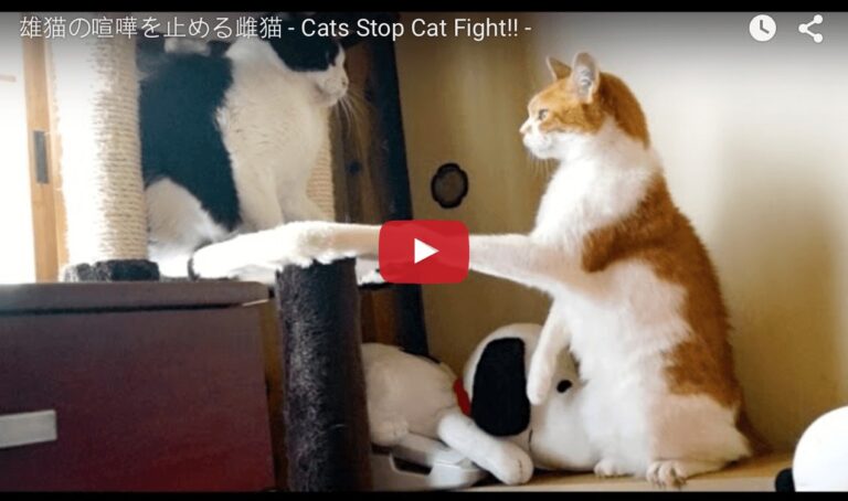 Gatto fa da paciere in una rissa