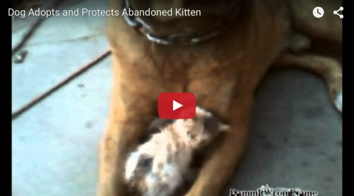 Cane adotta gattino
