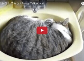 Gatto che dorme nel lavandino non vuole essere disturbato
