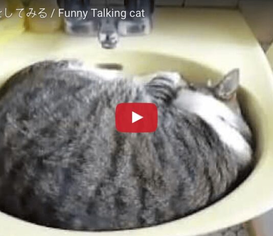 Le rimostranze di un gatto che dorme nel lavandino Gatto che dorme nel lavandino non vuole essere disturbato